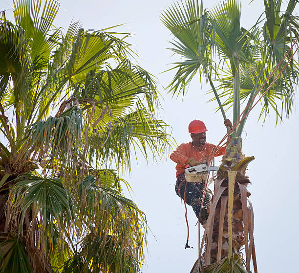 Tree Health Inspection in Valley Forge, TN